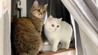 近所でカエルが大量発生した結果…猫がこうなりました!