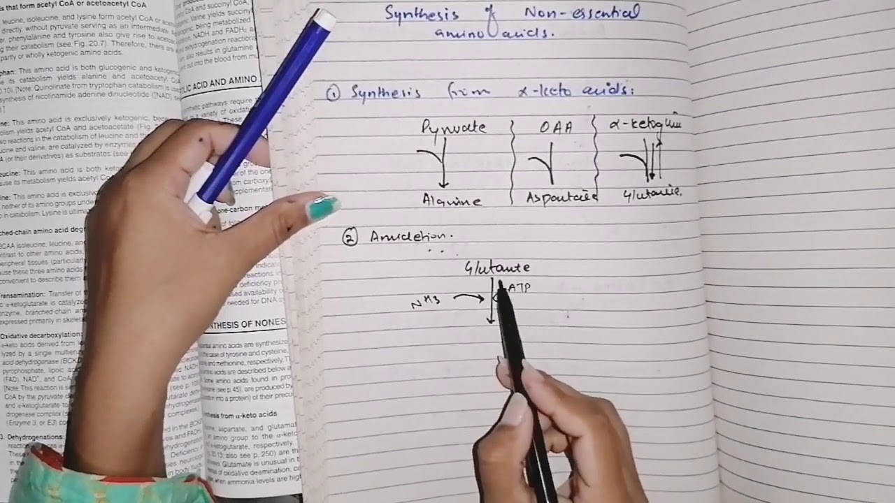 Biosynthesis of nonessential amino acids, #amino_acid_metabolism #biochemistry