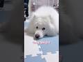 虫除けスプレーを全力で嫌がるサモエドが可愛すぎる #samoyed #サモエド #癒し
