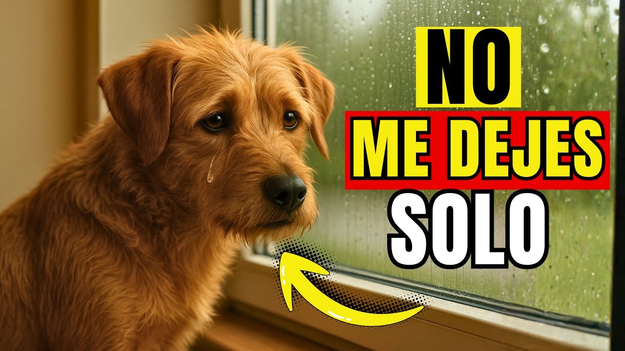 Nunca dejes a tu Perro SOLO sin hacer esto (evita su ansiedad)