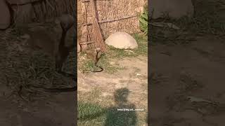 Mongoose Attacks Cobra #shorts #kingcobra Mongoose Attacks Cobra #shorts #kingcobra