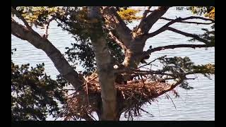 May 3, 2026 HWF White Rock, BC Eagles Dad Deals With Exuberant Eaglet. Both Lets Seen in End. Pt #2