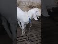 #rap #music #love #bakra #goat #pets #qurbani #eid #ishq #animals #sojat #hiphop #farm #love #shauq