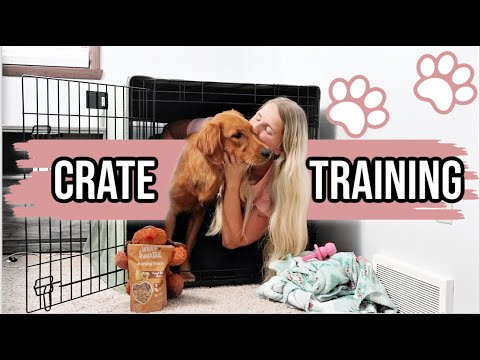 Video: Hur man Crate tåg en Golden Retriever Puppy