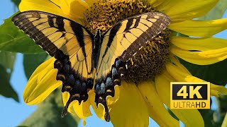 Happy Butterfly Relaxing Garden - De - Stress Instantly