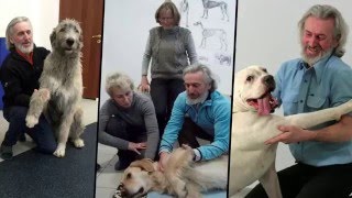 Профессиональный массаж животных от Михаила Ингермана Профессиональный массаж животных от Михаила Ингермана
