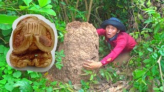 Đang đào tổ mối, vứt cuốc bỏ chạy vì tưởng tổ rắn nhưng quay lại biết mình sắp giàu to