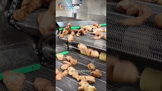Ginger Cleaning, Slicing And Drying Production Line