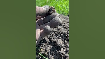 Civil war button found today with the minelab manticore ! #civilwarrelics #relics #minelab #1870