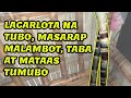 TANIN NG LA CARLOTA NA TUBO | FREE-RANGE CHICKEN UPDATE | BUHAY PROBINSIYA