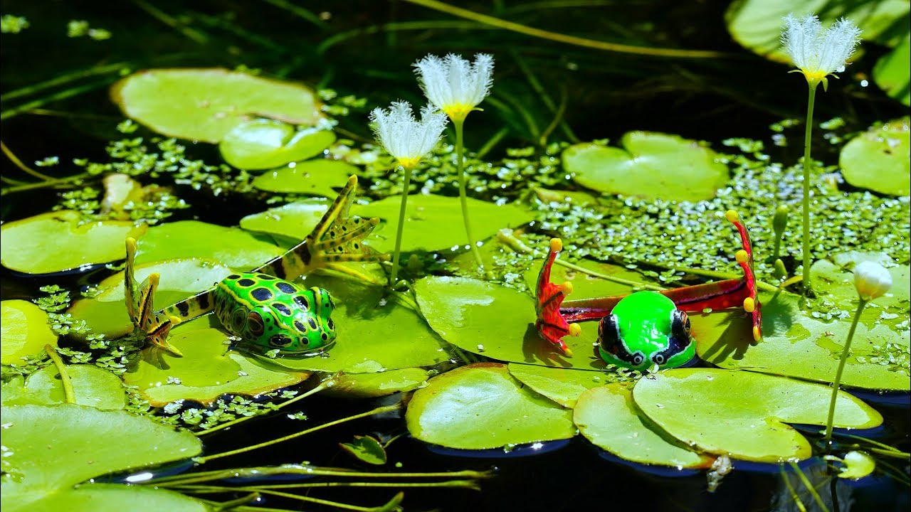 FROG FISHING TIPS GUIDE) YouTube