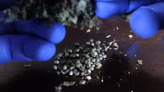 Harvest Cannabis Seeds With Hy-Gro-Hybrid
