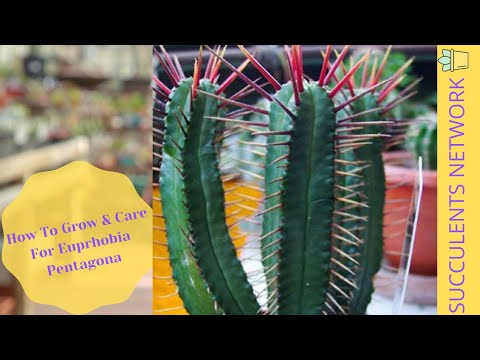 Video: Cara Menyuntikkan Euphorbia Segitiga