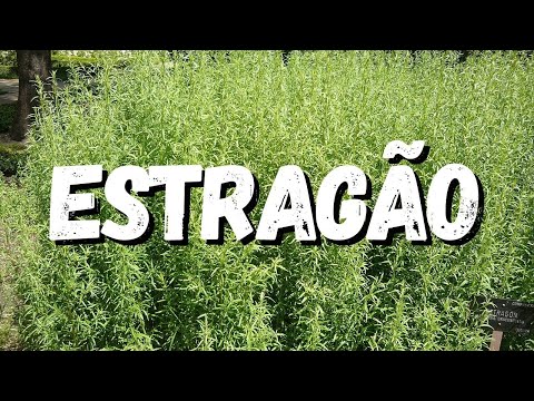 Vídeo: Dicas para o cultivo de plantas de estragão no jardim