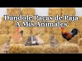 Dándoles Pacas De alfalfa A Mis Animales