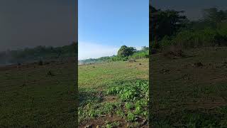 Download Lagu Lahan yang berikut adalah lahan jagung😊#fypyoutube MP3