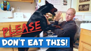 10 Table Scraps That Can KILL a Doberman