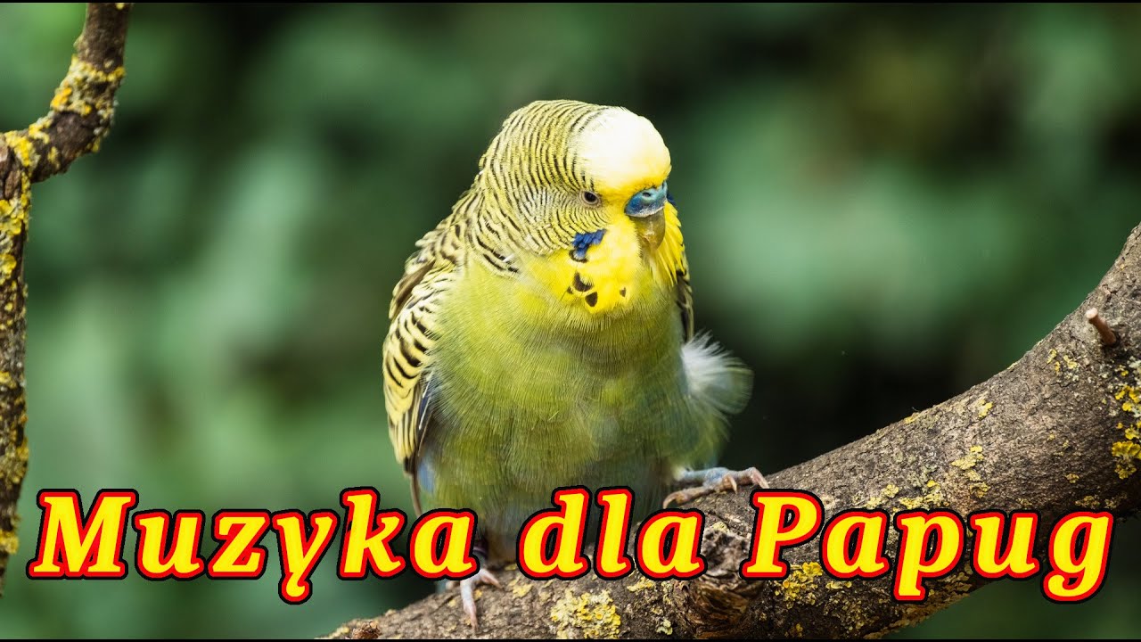Papuga Z Dziobem Na Kłódkę Tekst Papugi Faliste 🦜 Muzyka dla Papug 🎶 - YouTube