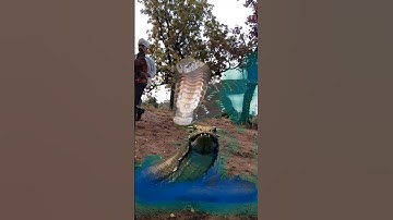 snake VFX short video 🐍🔱#jsvfxmagic #snake #viralshorts #video