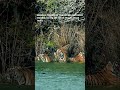 Bengal Tigers Cross the River | 4K ULTRA HD