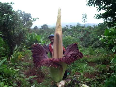 Video: Tumbuhan Lily Voodoo Daun Peony - Ketahui Tentang Lily Voodoo Dengan Daun Peony