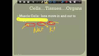 Homeostasis of the Body