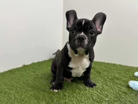 Video Franse Buldog