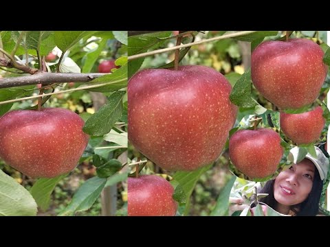 วีดีโอ: การดูแลแอปเปิ้ลหวานหิมะ: เคล็ดลับในการปลูกต้นแอปเปิ้ลหวานหิมะ