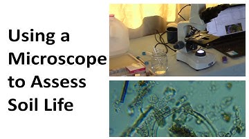 Using a Microscope to Assess Your Soil or Compost