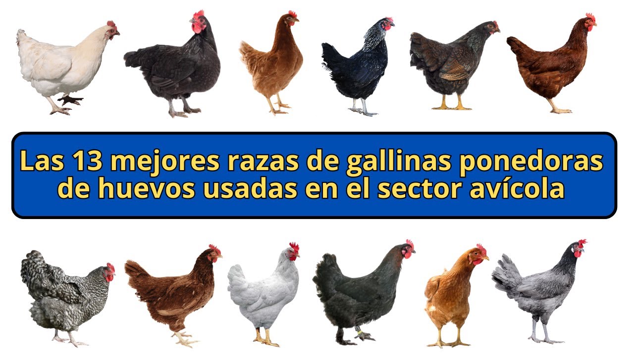 Por el contrario pala Conjugado Las 13 mejores razas de gallinas ponedoras de huevos usadas en el sector  avícola - YouTube