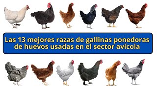 Las 13 mejores razas de gallinas ponedoras de huevos usadas en el sector avícola