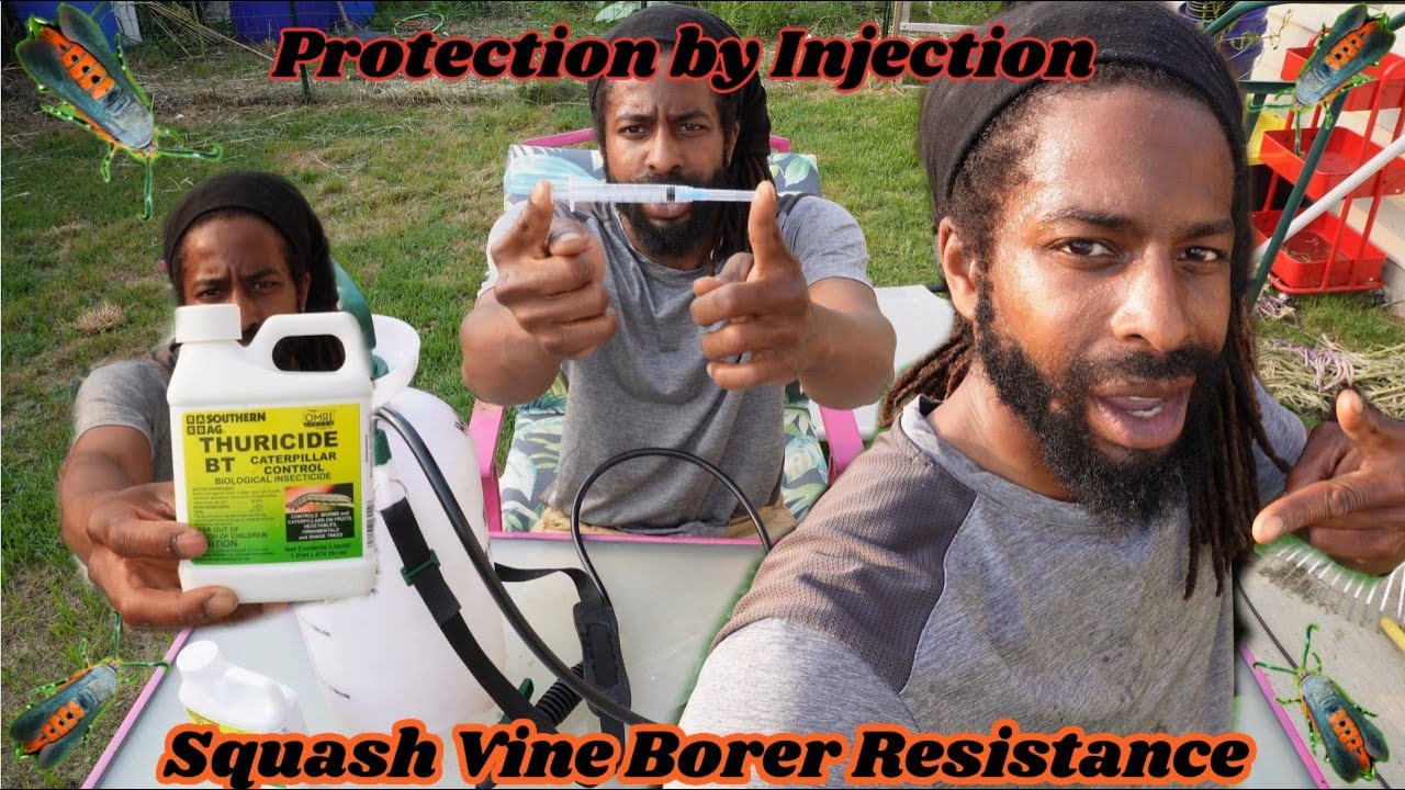 Squash Vine Borer Injection Protection💉 - YouTube