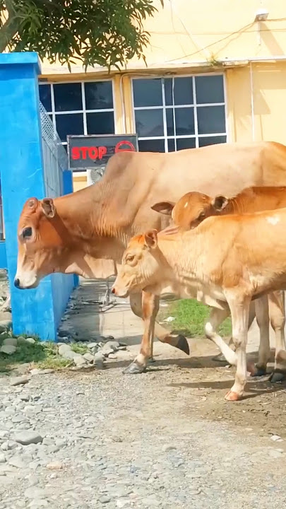 Sapi lucu, sapi cantik, sapi ganteng, #cow