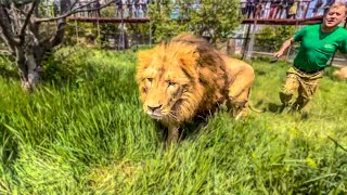 Oleg Zubkov WAS COMBING the MANES of his lions, but one lion decided to drive me away and CAME AT ME