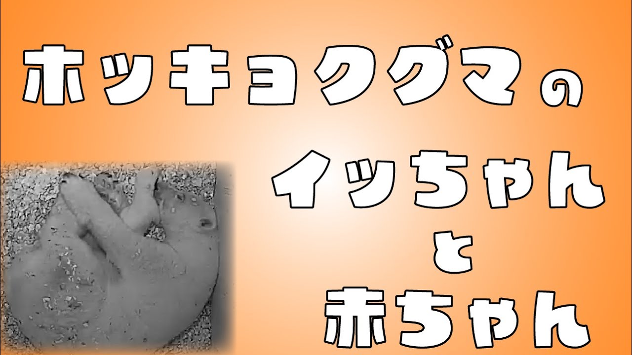 【ズーラシア公式】ホッキョクグマのイッちゃんと赤ちゃん の2か月間