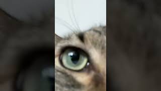 Asmr Fat Cat Purring.