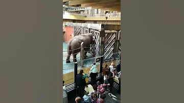 слона папу разлучили со слоненком в московском зоопарке