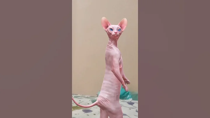 Watch the video about Sphynx Dancing Cat 🐱💃 | Funny Hairless Cat Dance Moves 😹🔥