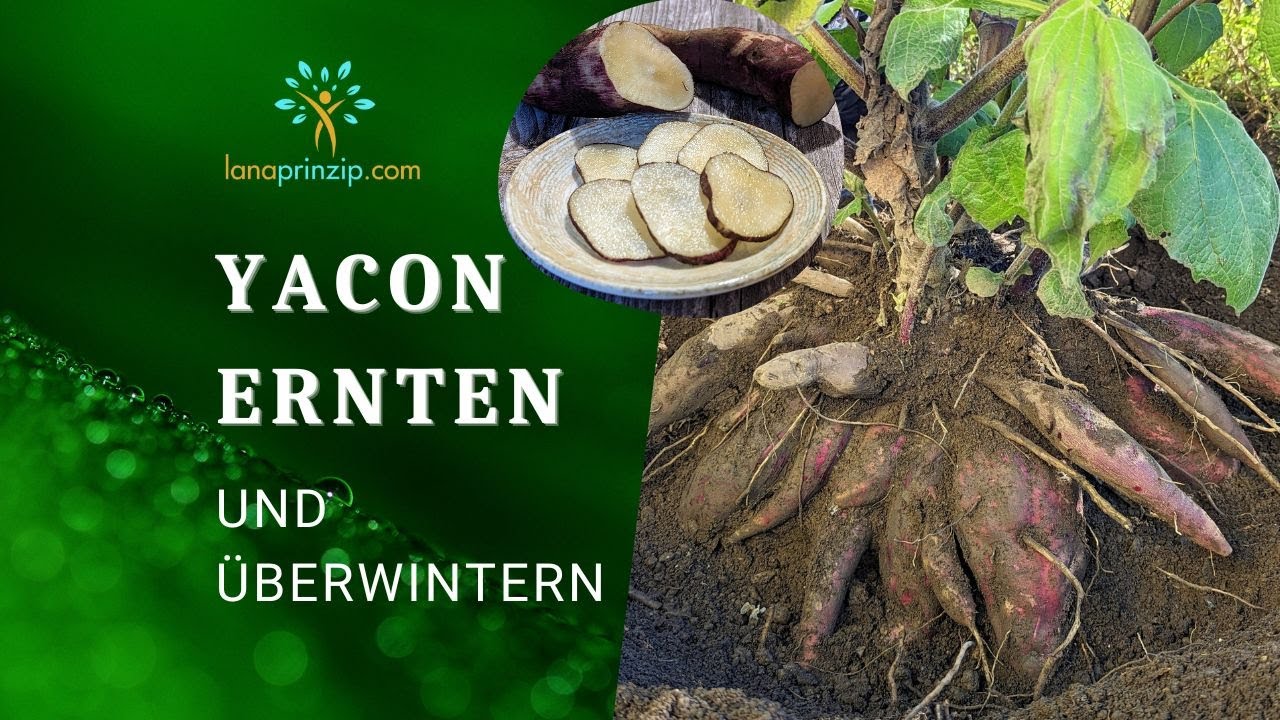 Yacon-Wurzel - Ernte und Lagerung