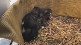 5 tiny kittens saved from Jollyville Road storm drain