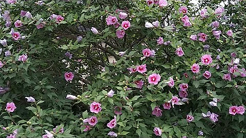 무쿠게의 꽃이 피었습니다 ムクゲの花が咲きました Mp3