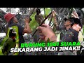 1 BULAN DI KANDANG, BURUNG SAMYONG JADI JINAK BANGET SEKARANG!! BISA HANDFEEDING 😱