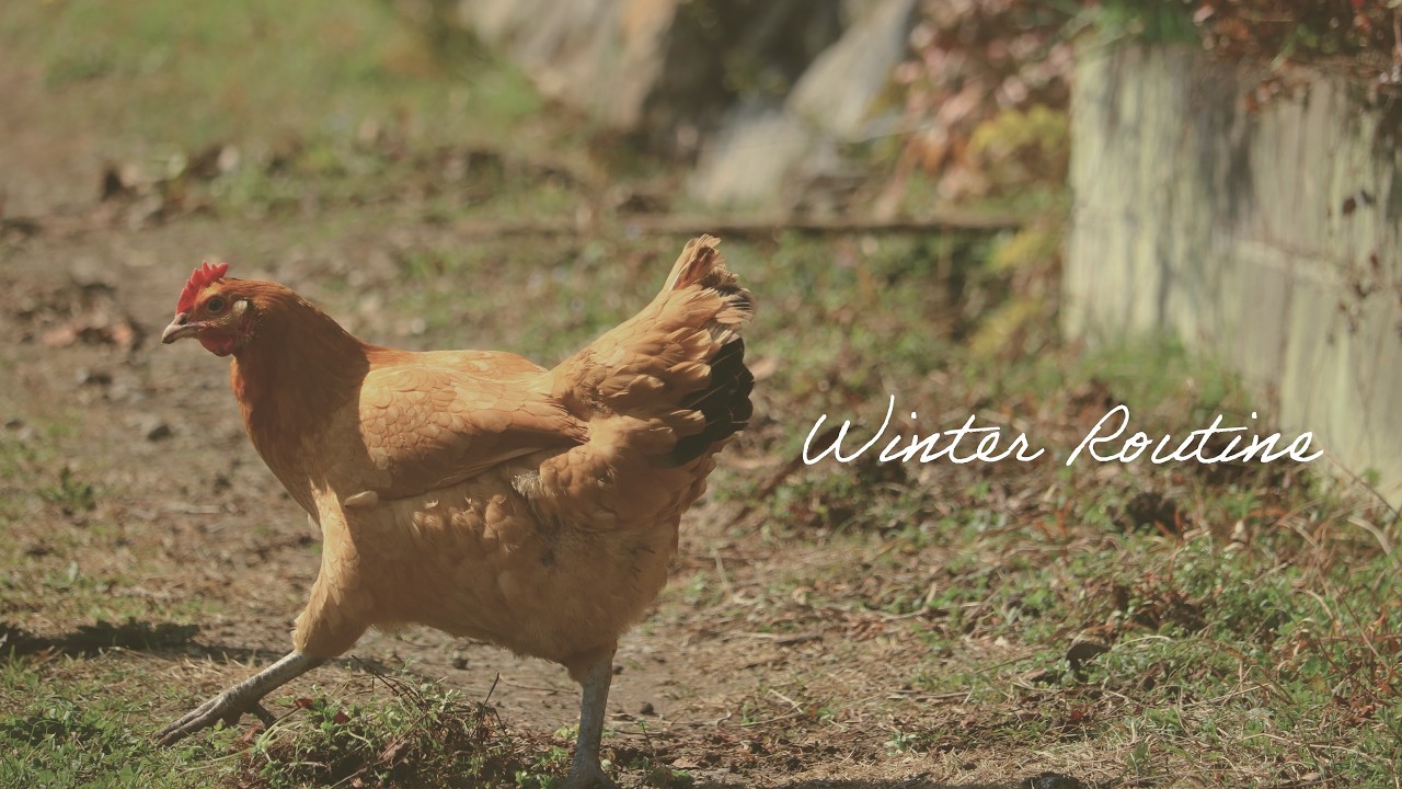 ニワトリの1日 【Japan Countryside Life】