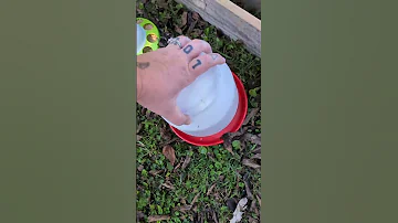 Chicken S First Night Outside 5 1 2 Wks Homestead Homesteading Chickens Farmlife 