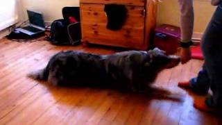 Dog Tricks Australian shepherd by petitemarion60 1,780 views 14 years ago 1 minute, 39 seconds