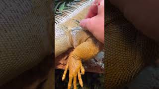 Keeper helps Iguana shed its skin