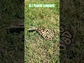 0.1 Pastel Leopard #pastel #leopard #leo #available #natural #sunlight