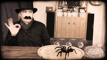 Tips to Conquer Your Fear of Spiders [HD]