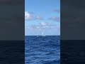 Catamaran Sailing Deep Downwind, 25knt Winds