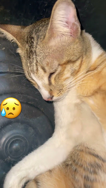 I'm so lonely #kdrama #cat #meowmyworld #cute #catlover @catsworld68
